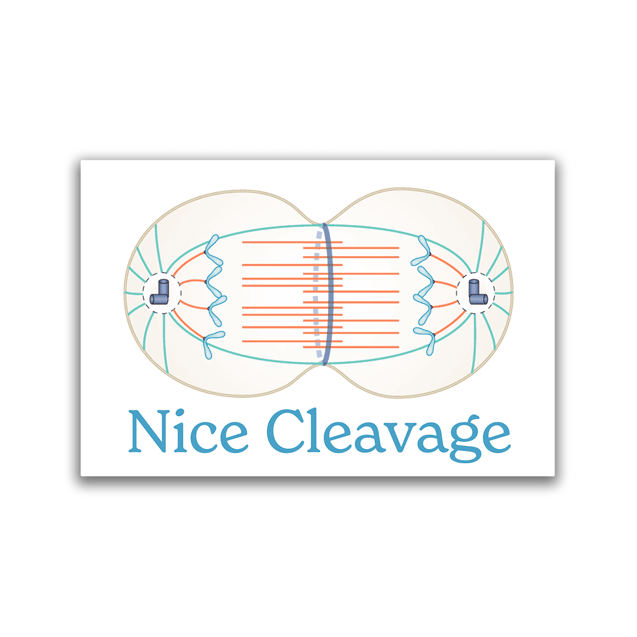 Nice Cleavage - 2x3 Magnet