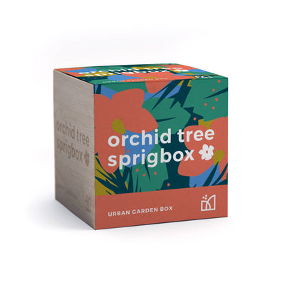 Orchid Tree Grow Kit | Wooden Planter Box