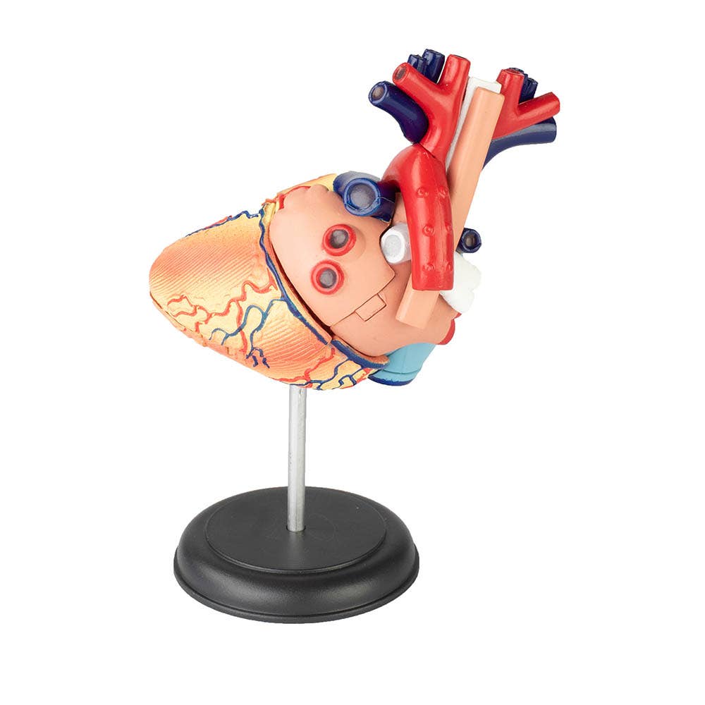 Human Heart 4D Model – Because Science