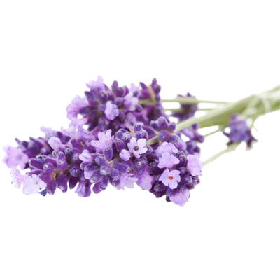 Lavender Grow Kit | Wooden Planter Box