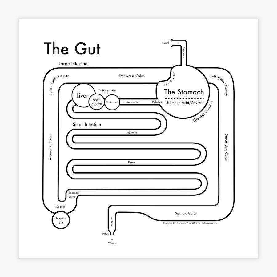 The Gut Letterpress Print: 8" x 8"