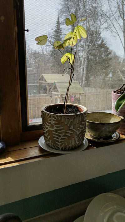 Orchid Tree Grow Kit | Wooden Planter Box