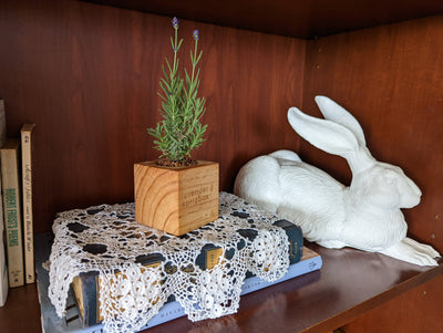 Lavender Grow Kit | Wooden Planter Box