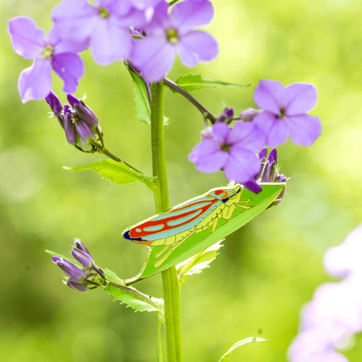 Candy Striped Leafhopper - Enamel Pin