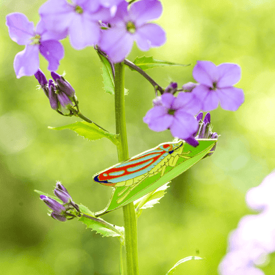 Candy Striped Leafhopper - Enamel Pin