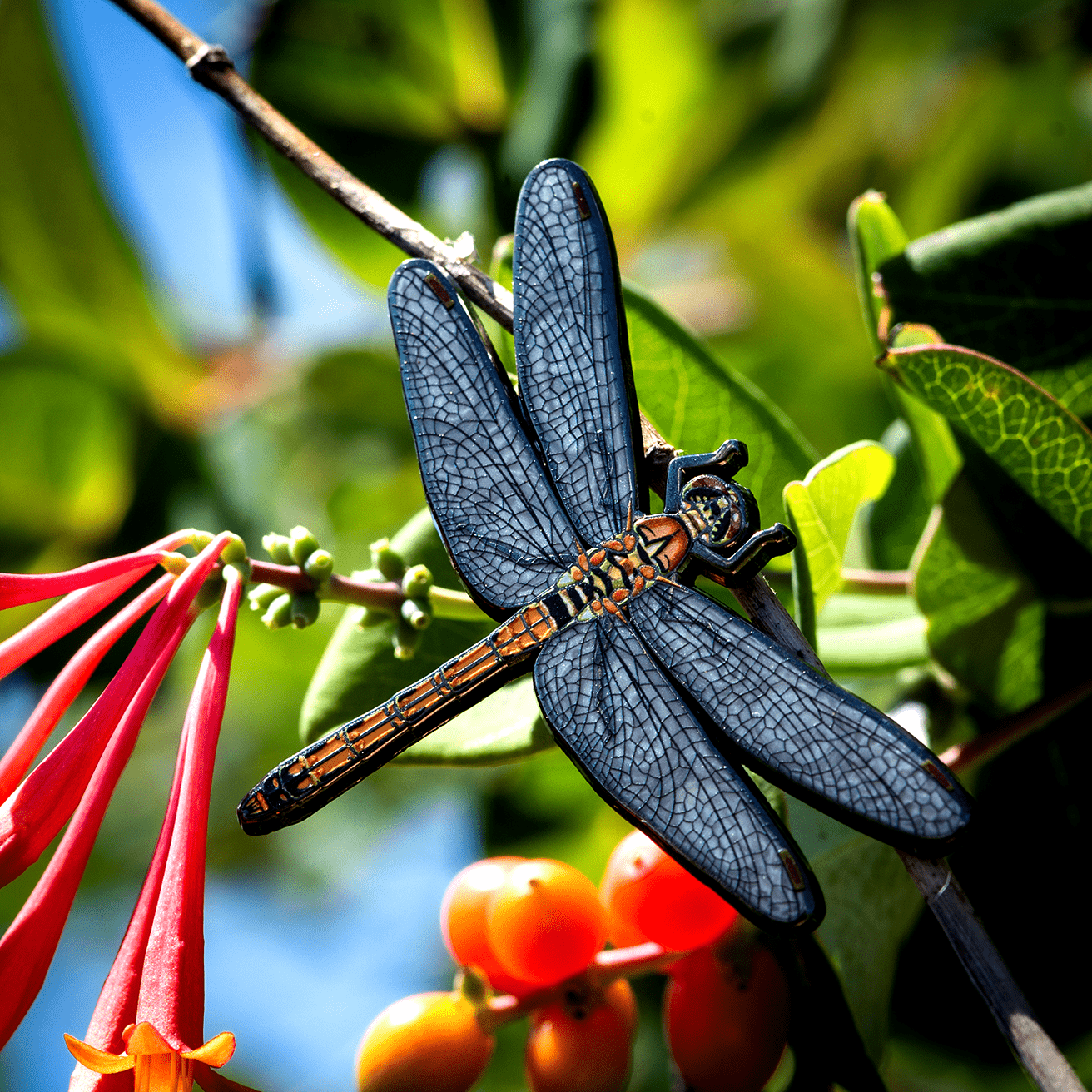 Akiakane Red Darter Dragonfly (Male) - Enamel Pin