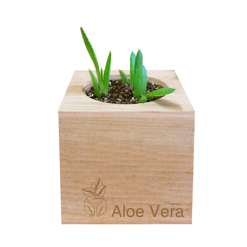 Aloe Vera Grow Kit | Wooden Planter