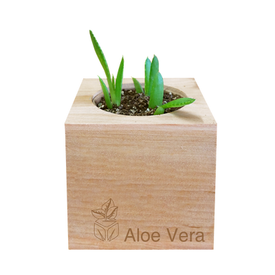 Aloe Vera Grow Kit | Wooden Planter
