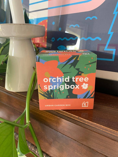 Orchid Tree Grow Kit | Wooden Planter Box