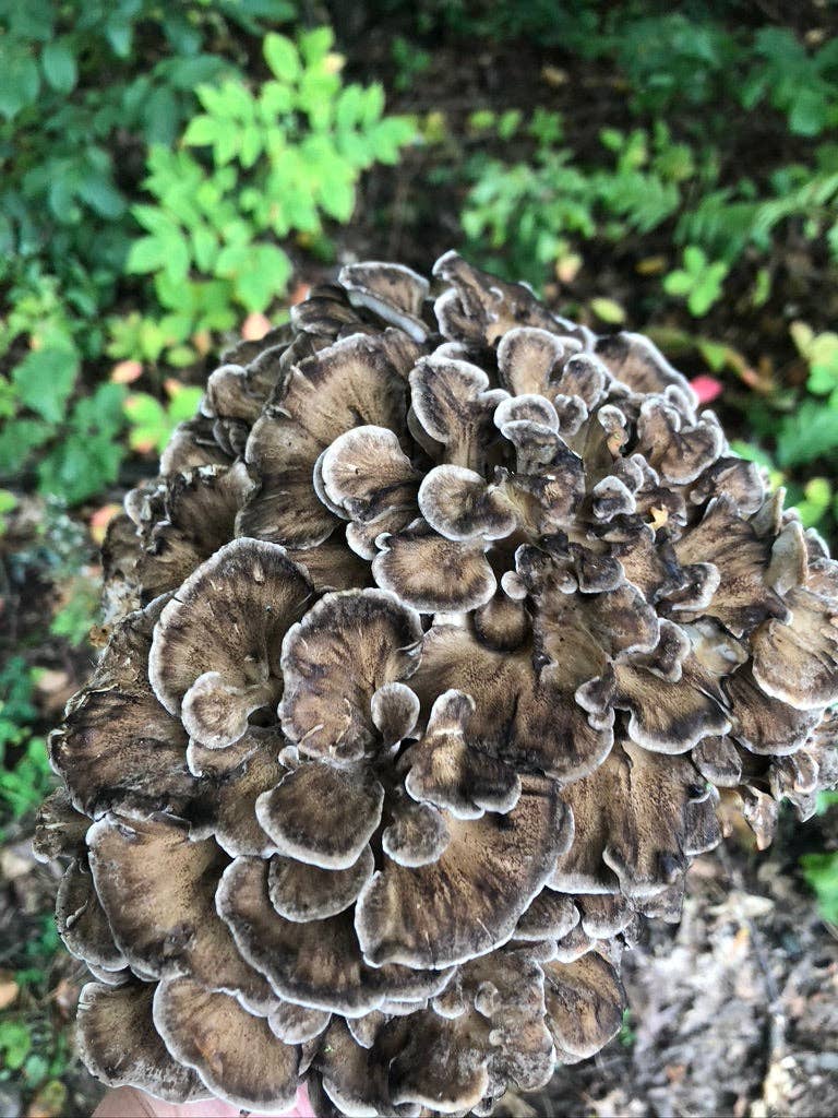 Maitake Mushroom Plug Spawn: 100 Dowels