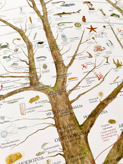 A History of Existing Life