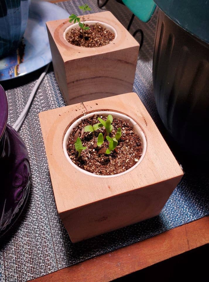 Aloe Vera Grow Kit | Wooden Planter