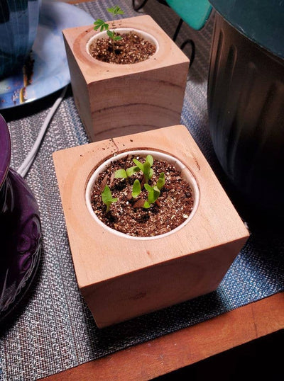Aloe Vera Grow Kit | Wooden Planter