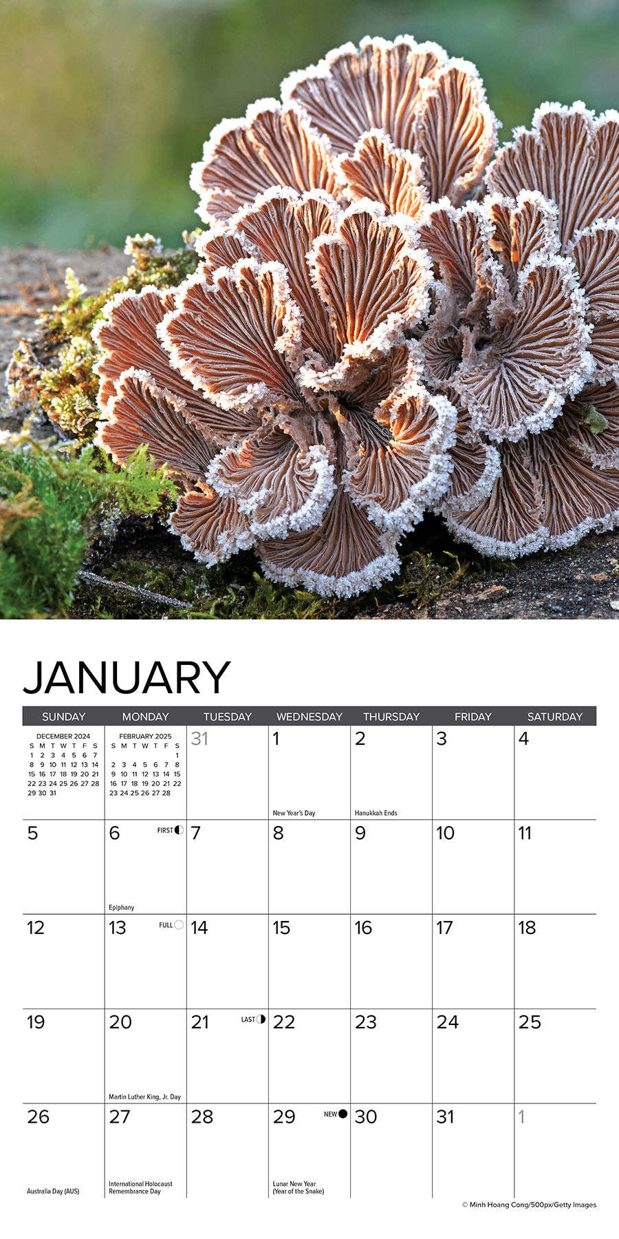 Mushrooms Mini Wall Calendar