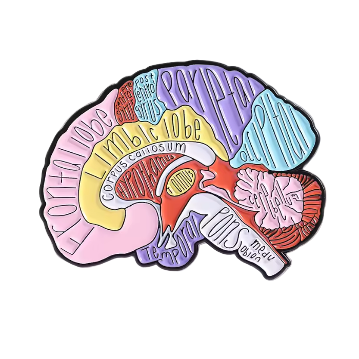 Anatomical Brain Labeled - Enamel Pin