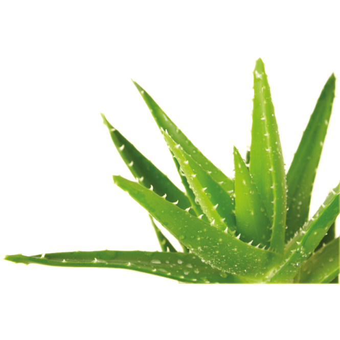 Aloe Vera Grow Kit | Wooden Planter