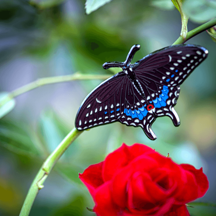 Eastern Black Swallowtail Butterfly - Enamel Pin