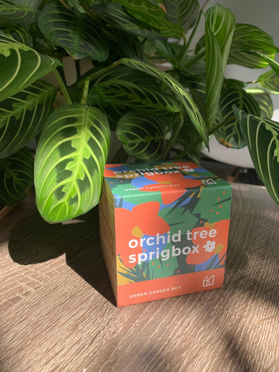 Orchid Tree Grow Kit | Wooden Planter Box