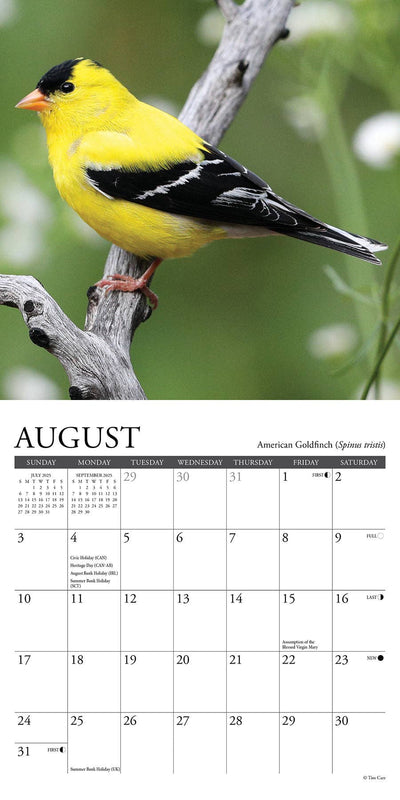 Backyard Birds of North America - Mini Wall Calendar