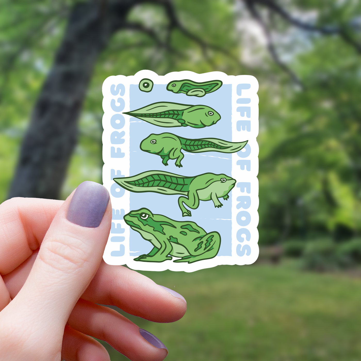 Frog Lifecycle Science Sticker