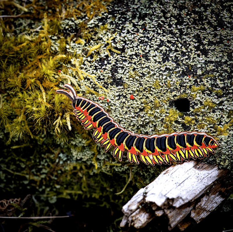 Kentucky Flat-backed Millipede - Enamel Pin