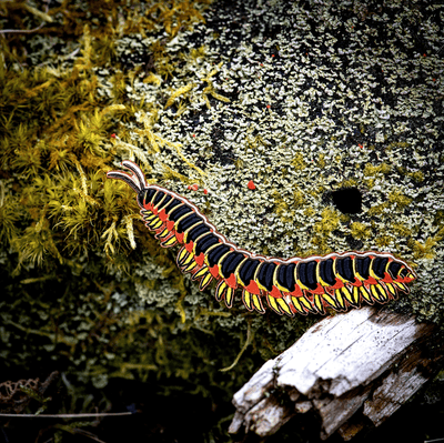 Kentucky Flat-backed Millipede - Enamel Pin