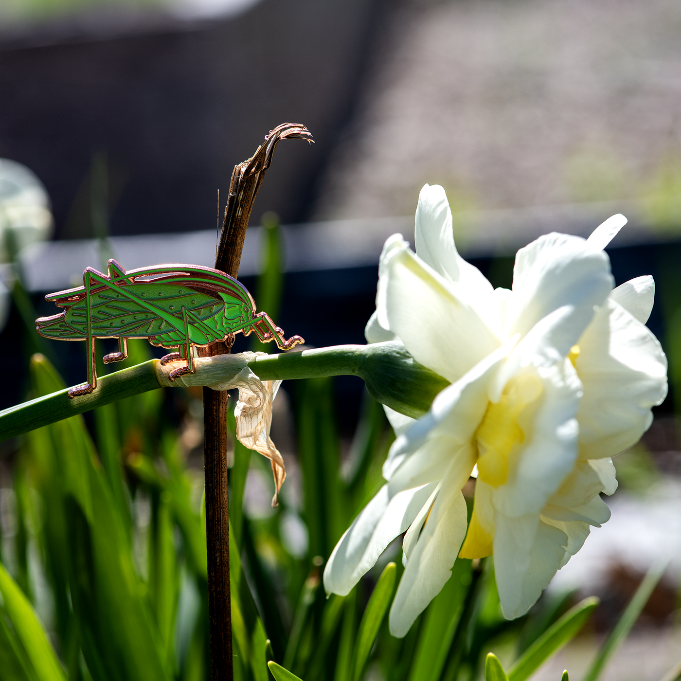 Oblong-winged Katydid (Male) - Enamel Pin