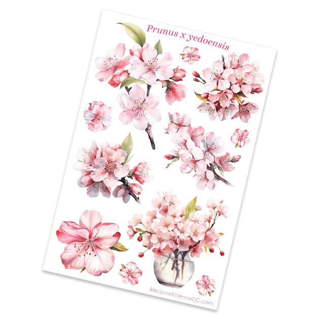 Cherry Blossoms - 4x6 Vinyl Sticker Sheet