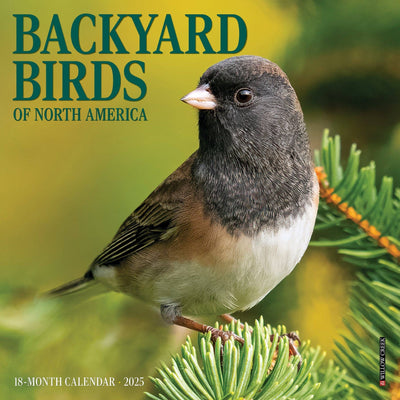 Backyard Birds of North America - Mini Wall Calendar