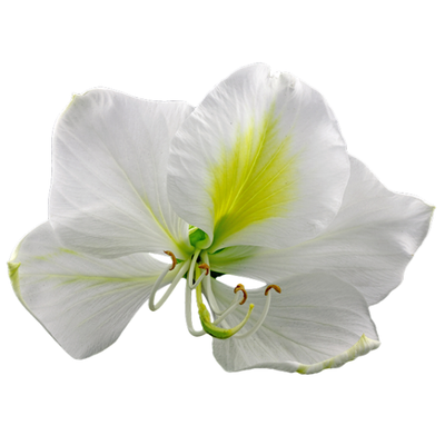 Orchid Tree Grow Kit | Wooden Planter Box