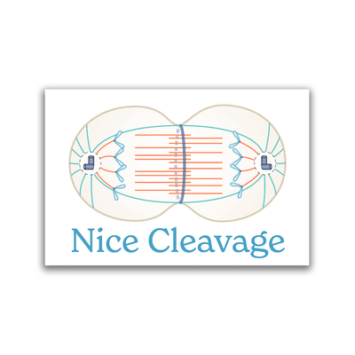 Nice Cleavage - 2x3 Magnet