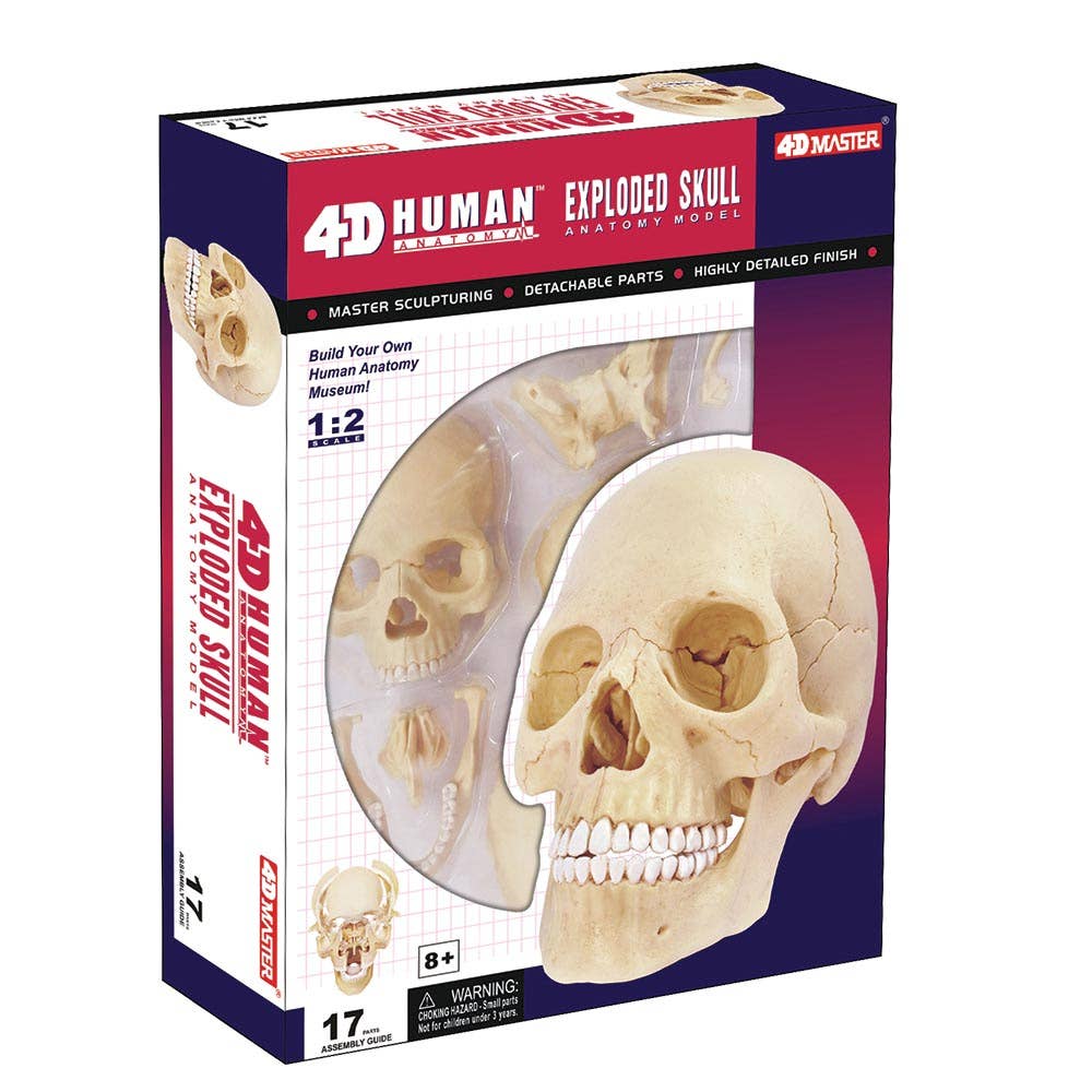 4D Exploded Skull Anatomy Model