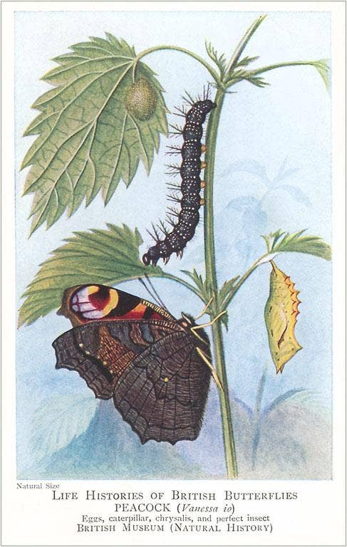 Life History of Peacock Butterfly - Vintage Image Note Card