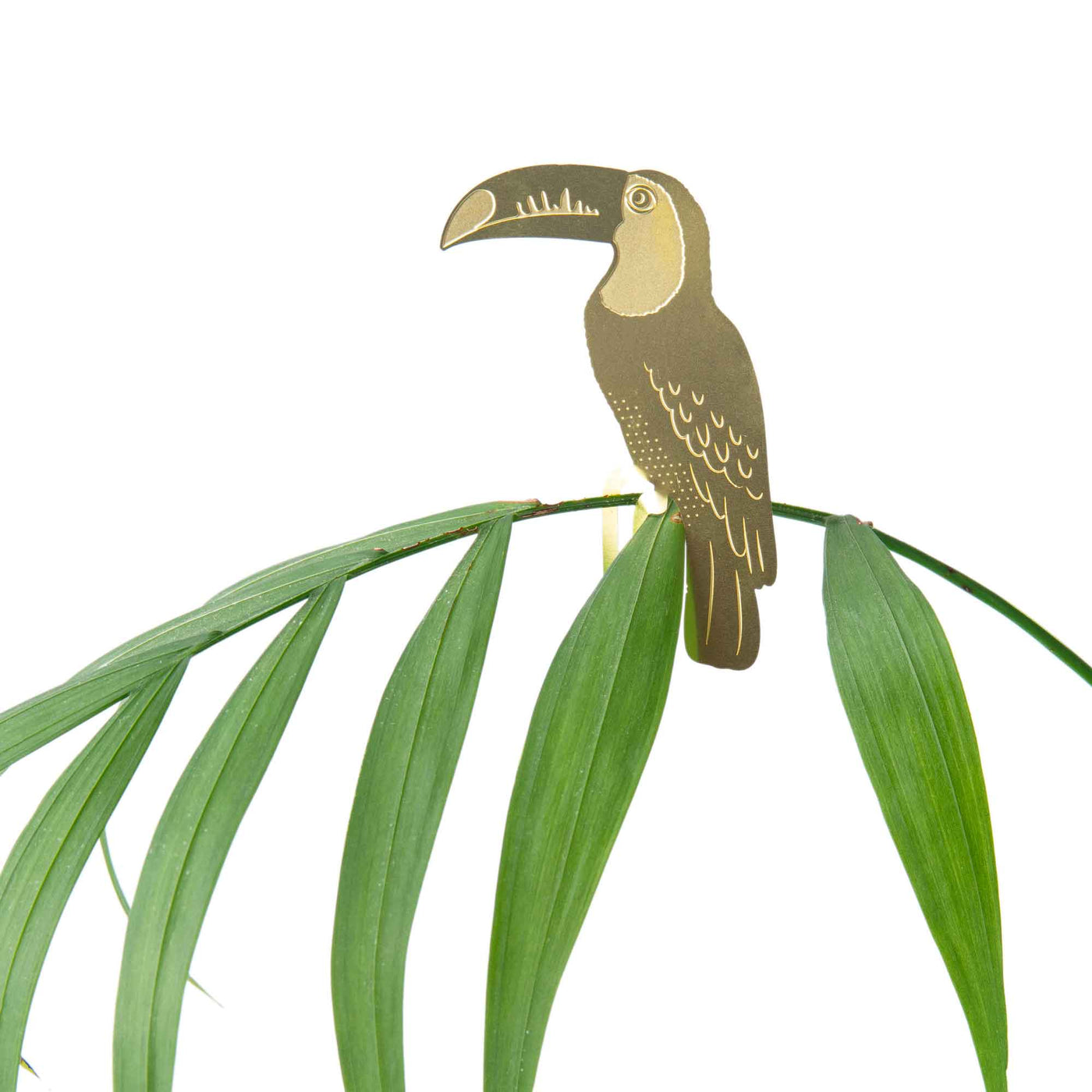 Toucan - Plant Animal