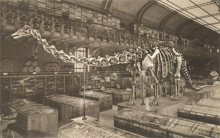 Dinosaur Skeleton - Vintage Image Note Card