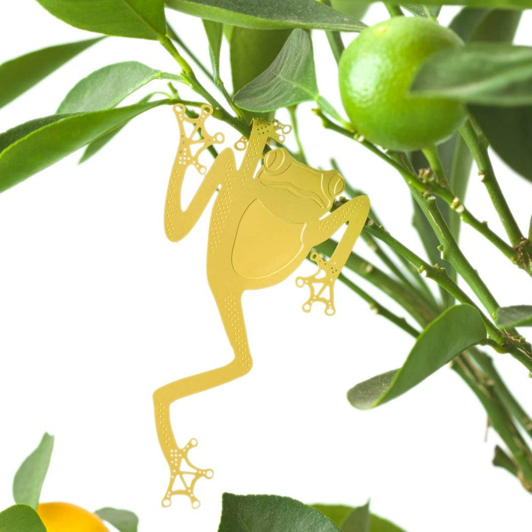 Tree Frog - Plant Animal