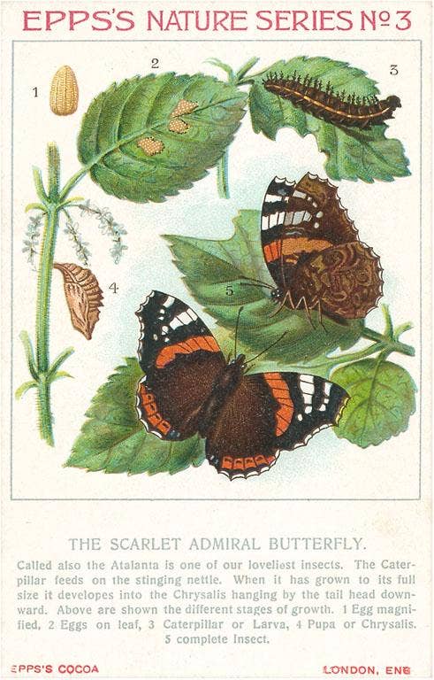 Epps's Nature Series, Scarlet Admiral Butterfly - Vintage Image Note Card
