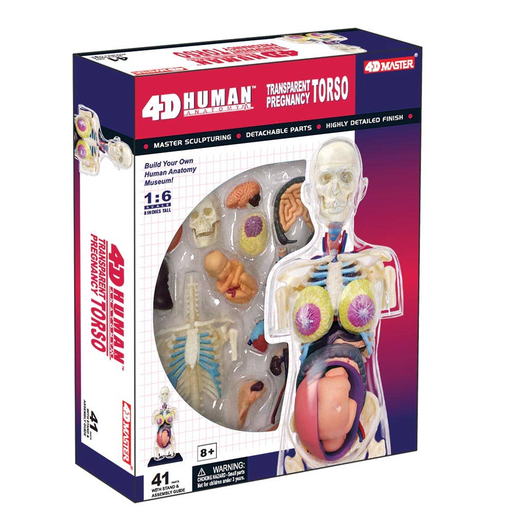 4D Transparent Pregnancy Torso Model