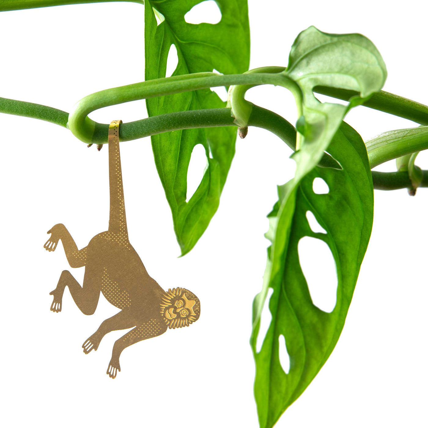 Spider Monkey - Plant Animal
