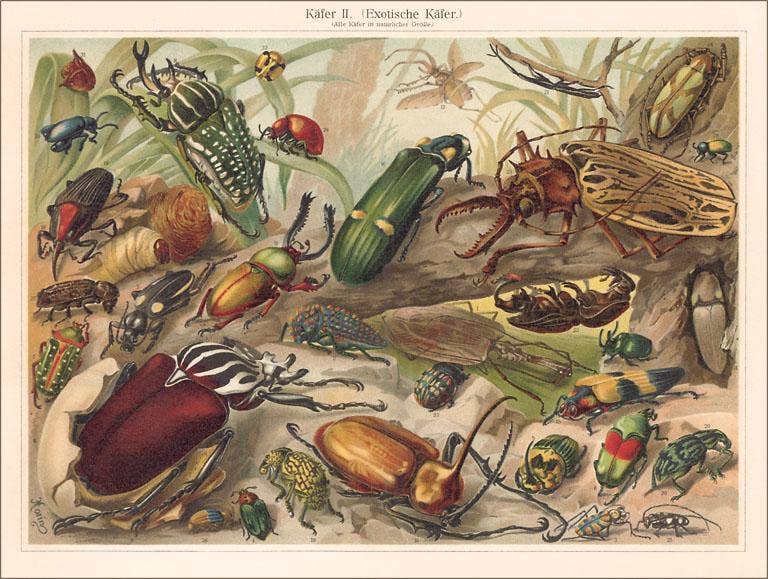 Insects - Vintage Image Note Card