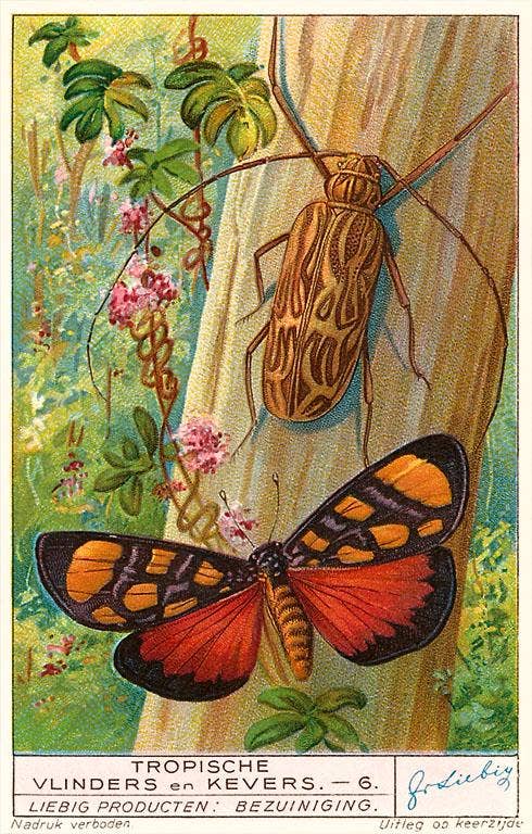 Tropical Insects - Vintage Image Note Card