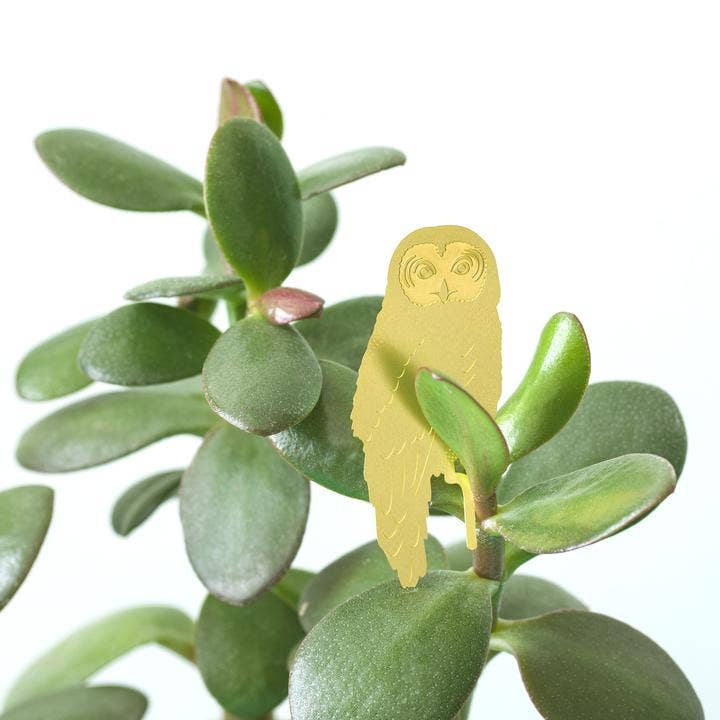 Owl - Plant Animal