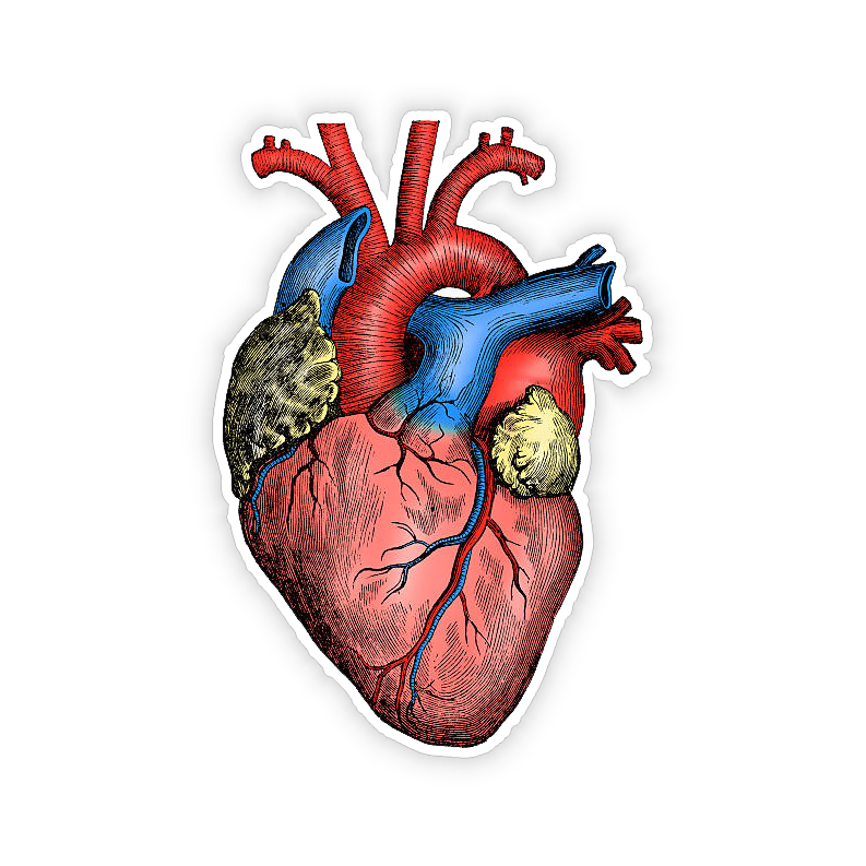Anatomical Heart - Vinyl Sticker