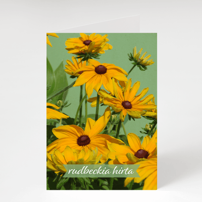 Rudbeckia Hirta (Black-eyed Susan) - Blank Greeting Card