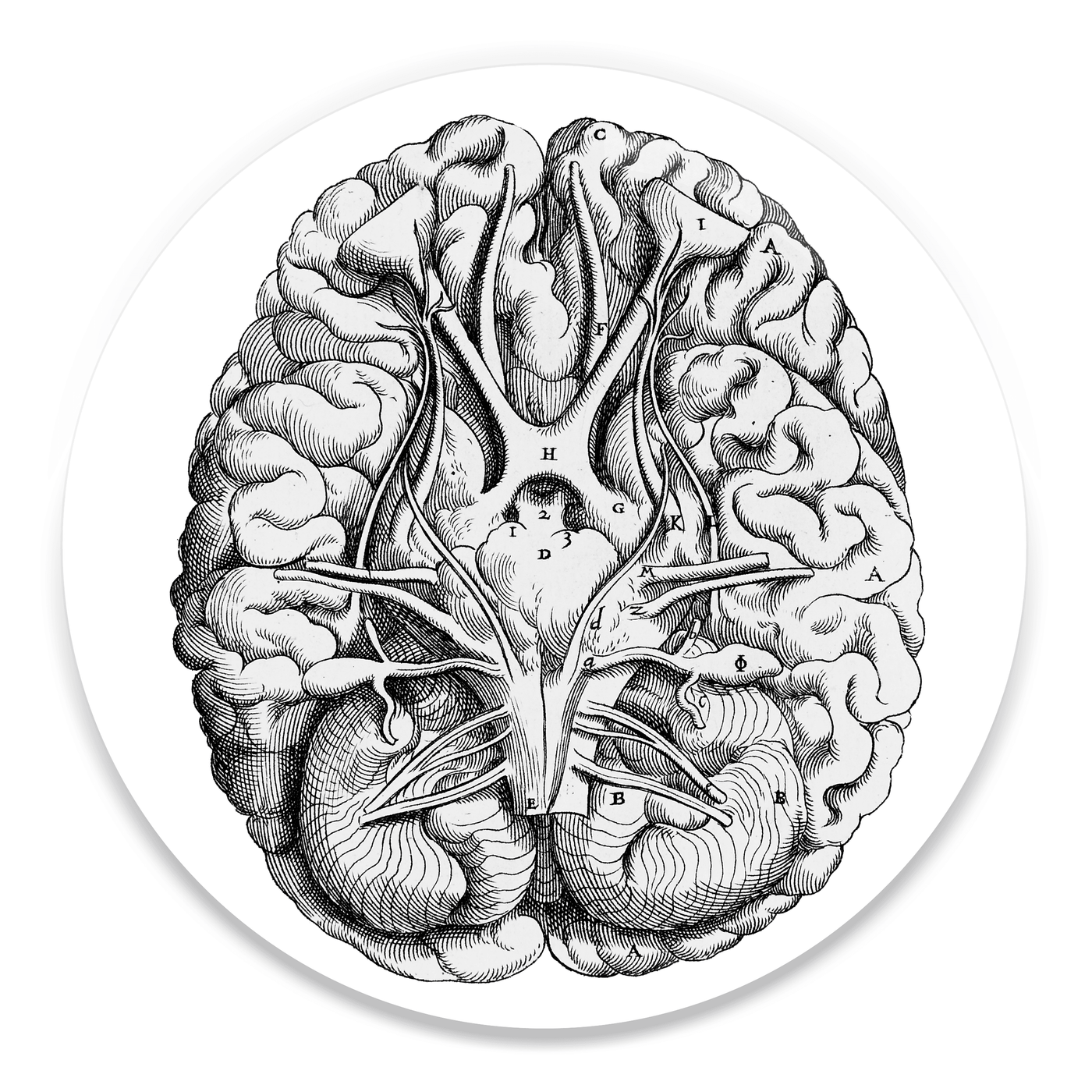 2.25 inch round colorful magnet with image of an anatomical brain