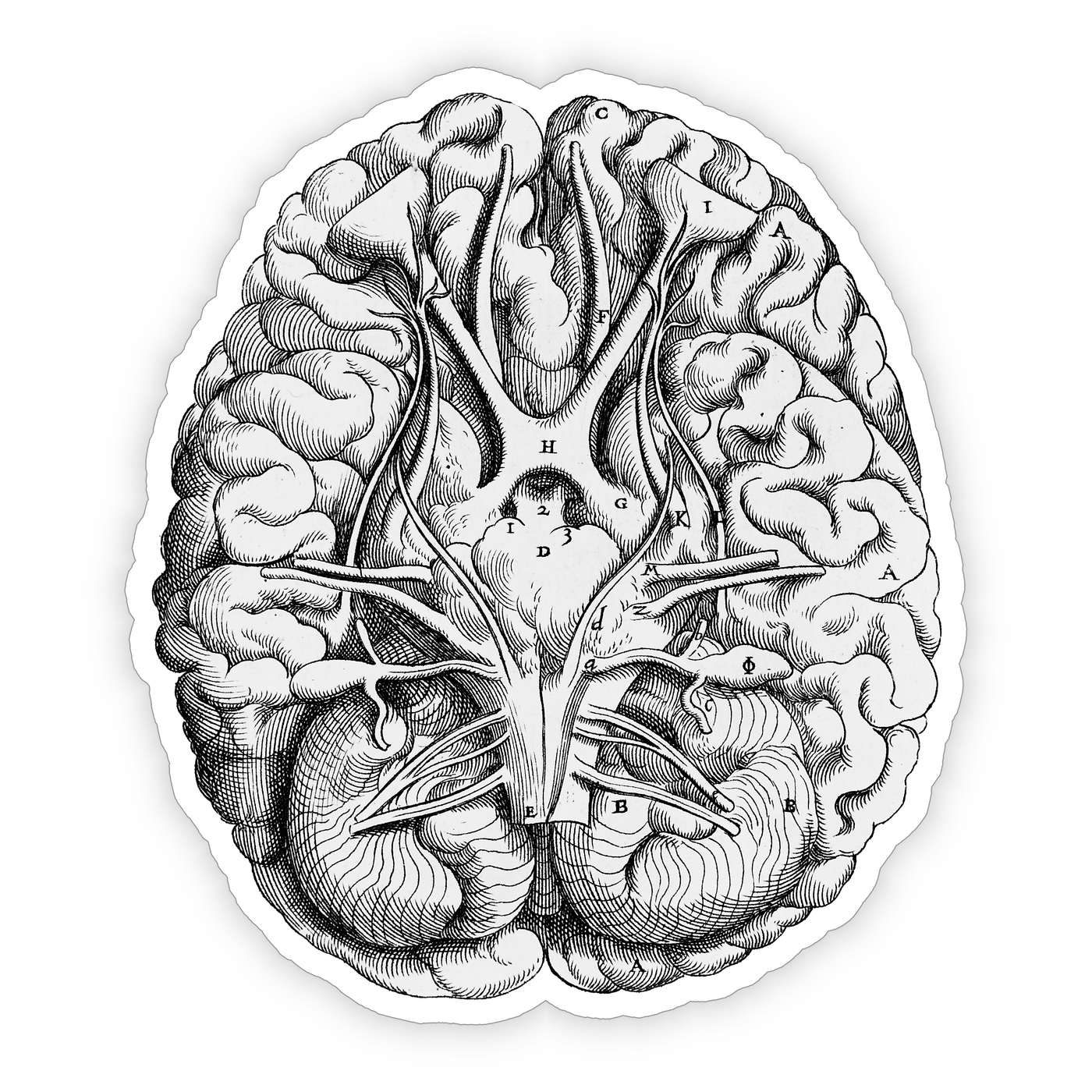 Anatomical Brain - Vinyl Sticker
