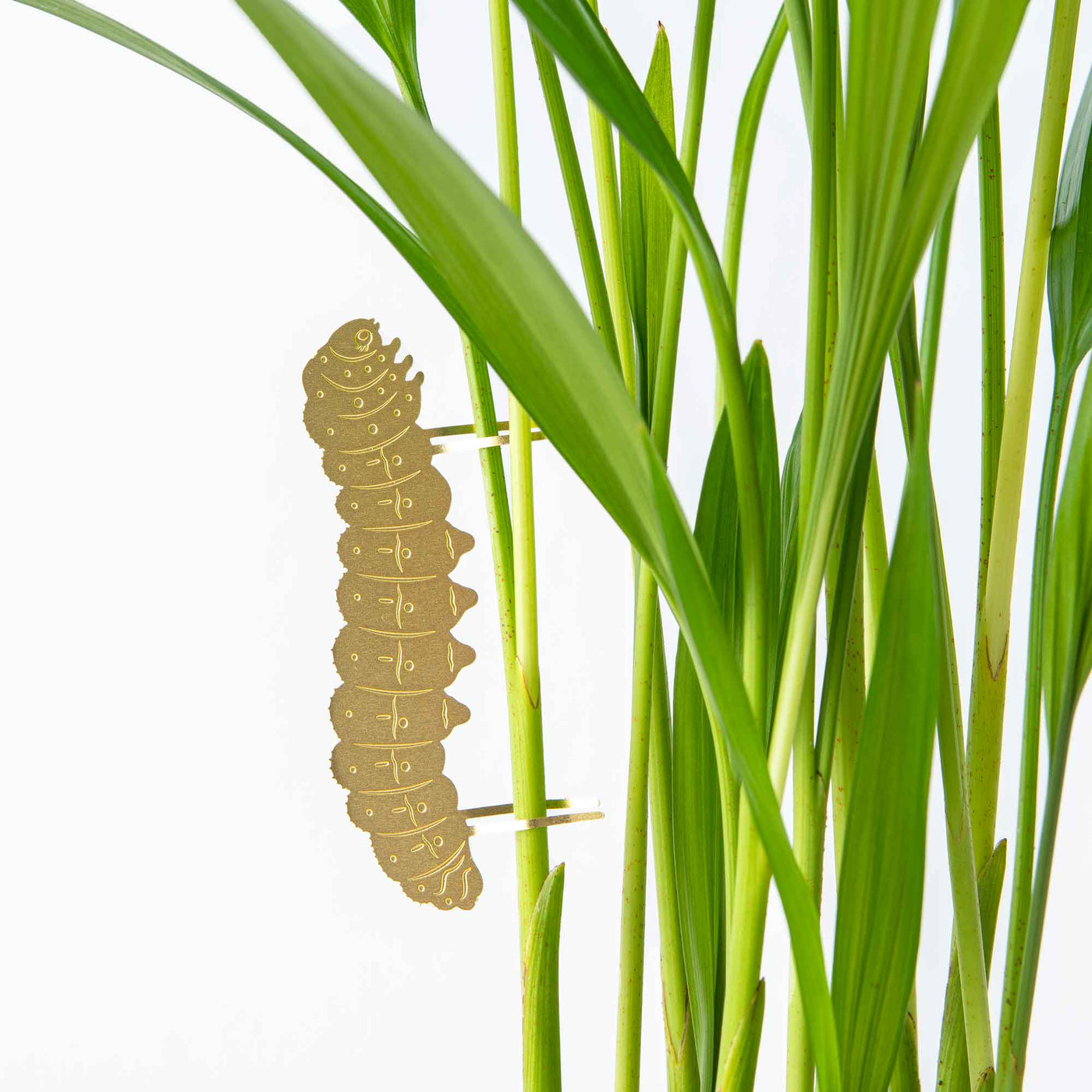 Caterpillar - Plant Animal