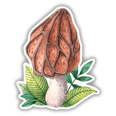 Morel Mushroom - Vinyl Sticker