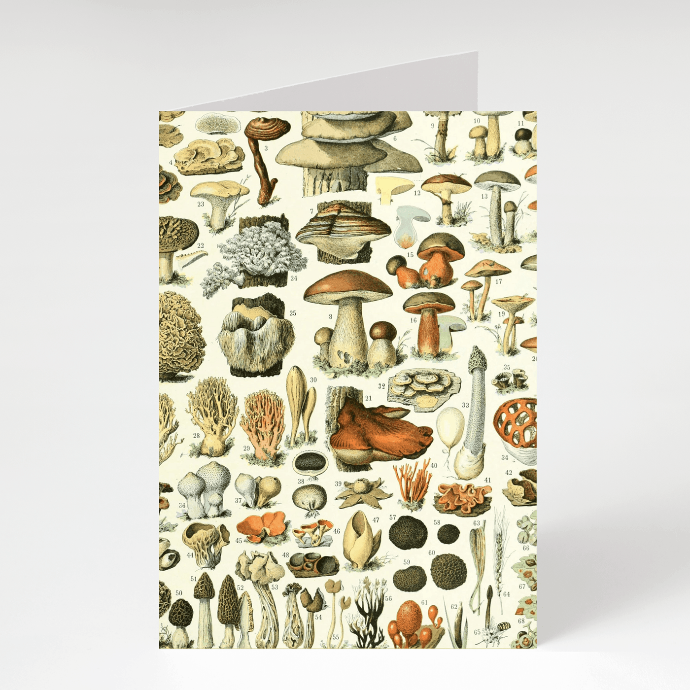 Mushrooms - Blank Greeting Card