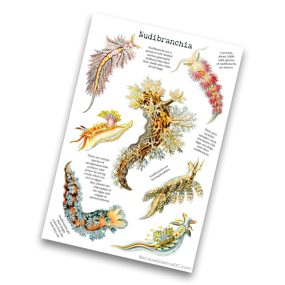 Image of a 4x6 vinyl sticker sheet with a nudibranch theme